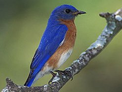 JulieBluebird