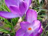 Rosemary