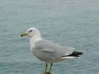 Kevin Shedron
