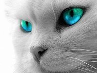 renat77