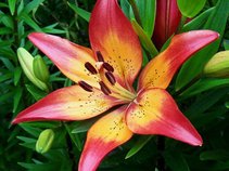 Lily81