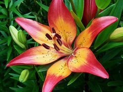 Lily81