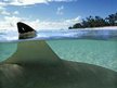 PattyShark