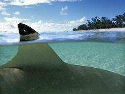 PattyShark