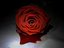 The Bledding Rose (Fan)