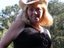 Debbie Derryberry (Fan)