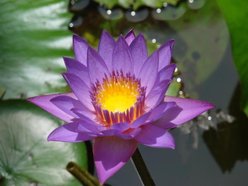 Lotus.Flower40