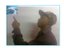 Stan Shawa (Fan)