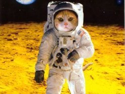 starsailorcat