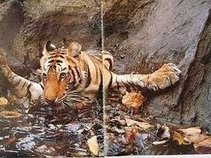 Tumbling Tiger