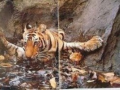 Tumbling Tiger