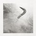 Eel