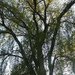 Family Tree