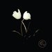 Innocent (EP)