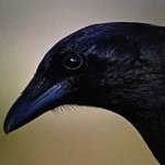 THE RAVEN CLUB 2020 