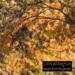 Songs From The Garden