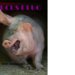 Money Pig