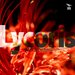 Lycoris
