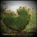 Cactus Tartan Heart