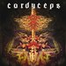 cordyceps
