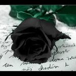 Black Rose