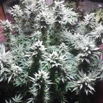 Style & Charisma (Alexander Wayne Shit)