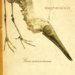 Grus americanus