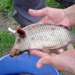 MIND OF STATE MASK OF A DIFFERENT PERSON