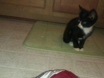 Cats n' Kittens Entertainment Source