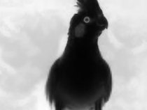 Patricia Thomas Band Management