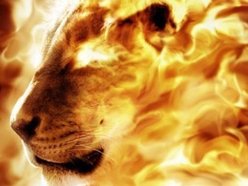Mad Lion Entertainment