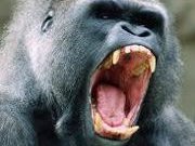 Gorilla Fortress Music Group