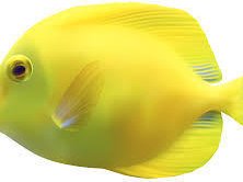 dewdf