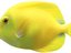 dewdf