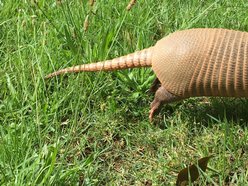 Dance Attack Records