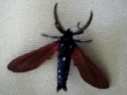 Epidemic Empire Presents...