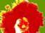 LE REVE AFRICAIN (Label)
