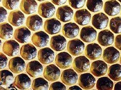 Musicians Hive