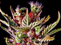 Beat Down Production/So Syzzley Ent