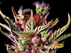 Beat Down Production/So Syzzley Ent