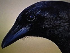 The Raven Club