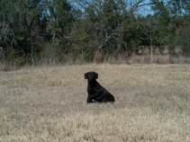 Rango the Dog