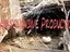 Asphaltswandive Productions Tm*