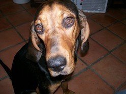 LAzy Hounds Entertainment