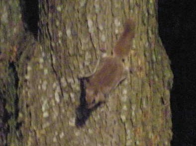 Backyard wildlife - flying squirrel