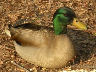 Backyard wildlife - Mr. Duck