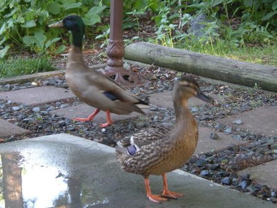 Backyard wildlife - Mr. and Mrs. Duck on the patio