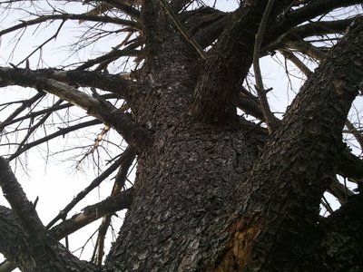 Ol' Piney was a helluva tree...