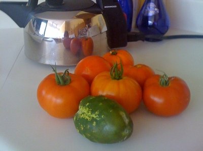 Cucumber and Tomatoes - hey it's all I got growin'.