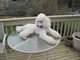 Poodle